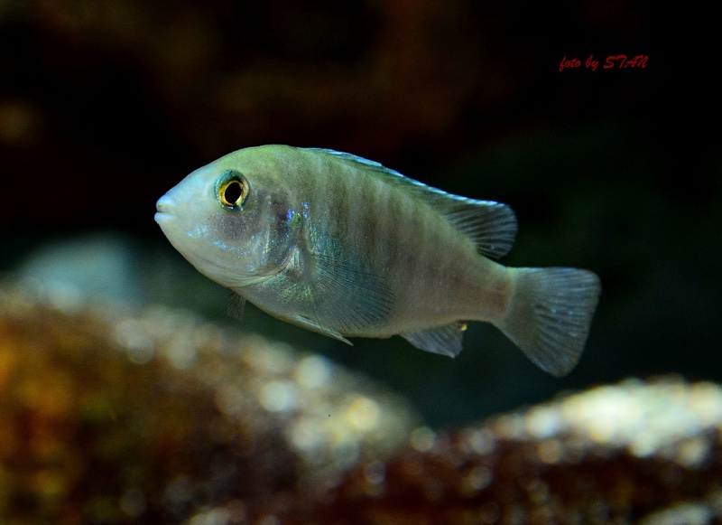 Labidochromis chisumulae 'Chizumulu Island'